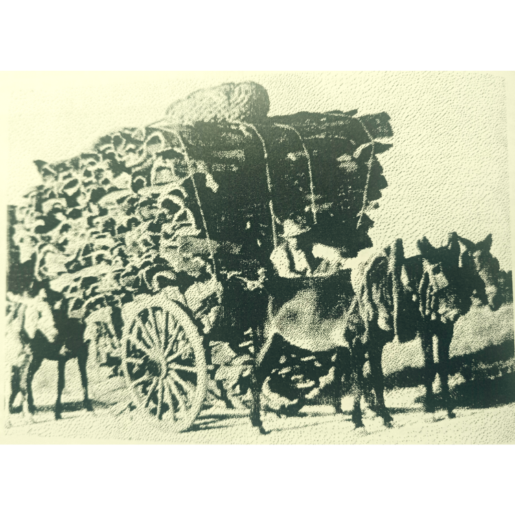 LE LIEGE DANS LES PYRENEES ORIENTALES