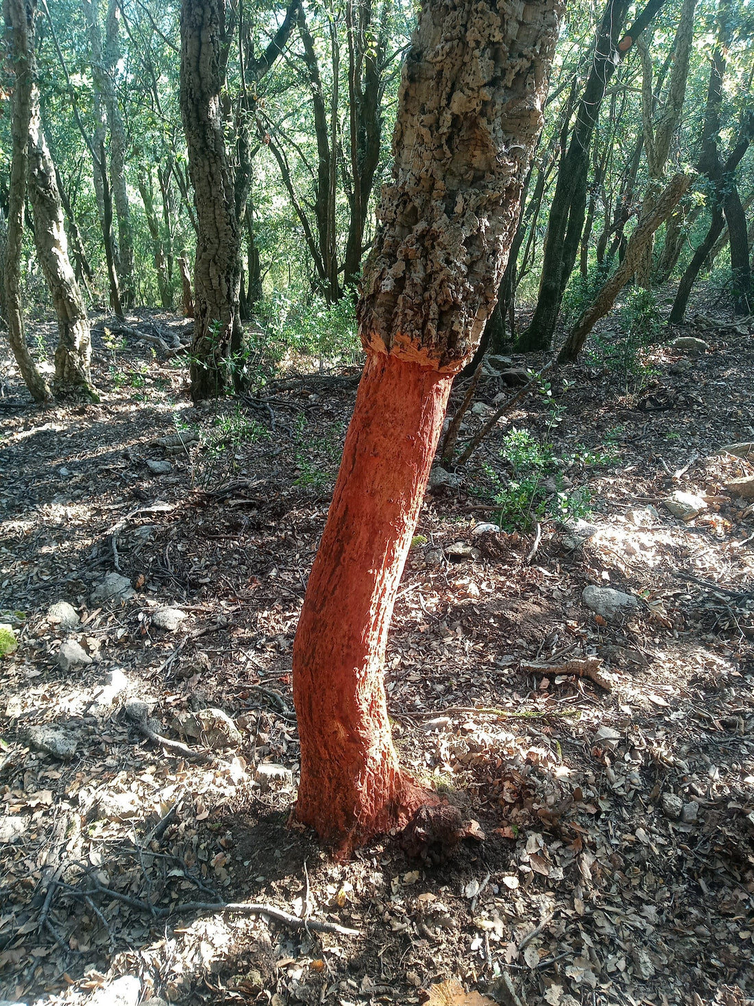 D'OÙ VIENT LE LIEGE?