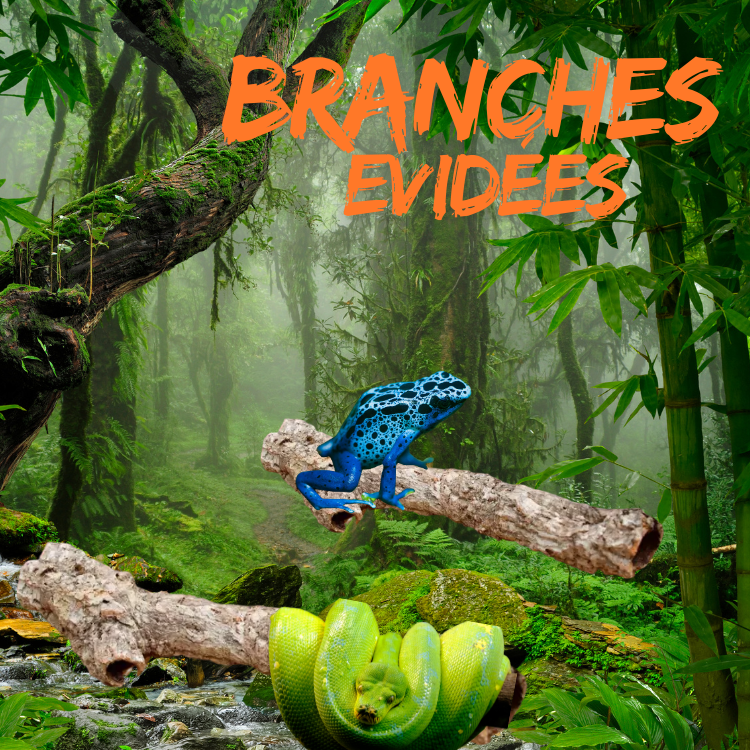 BRANCHES LIEGE EVIDEES