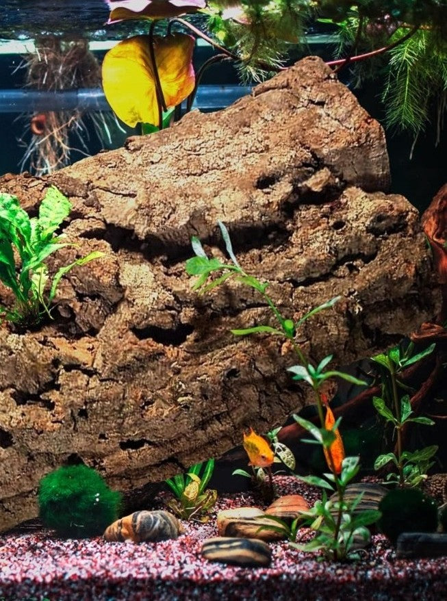 Ecorce de liège naturelle