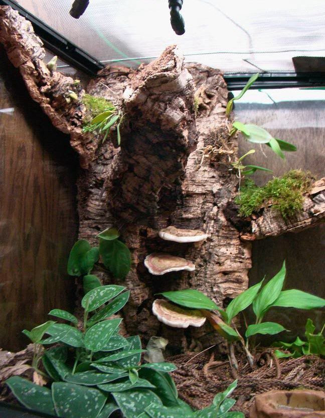 Branche de chêne liège naturelle