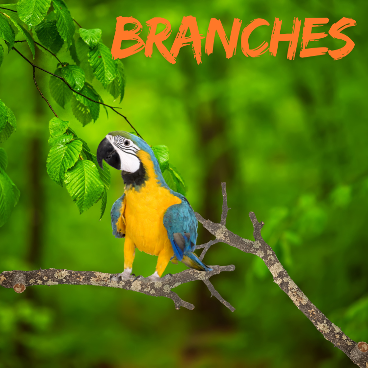 Branche de chêne liège naturelle