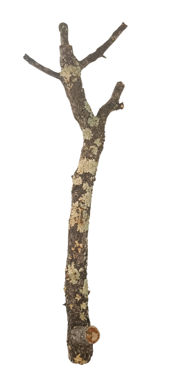 Branche de chêne liège naturelle