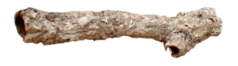 Branche en liège évidée