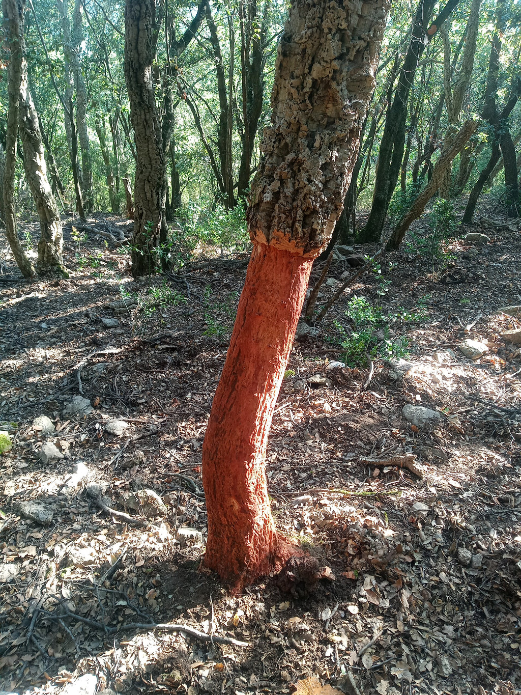 Canon et Tube de liège naturel