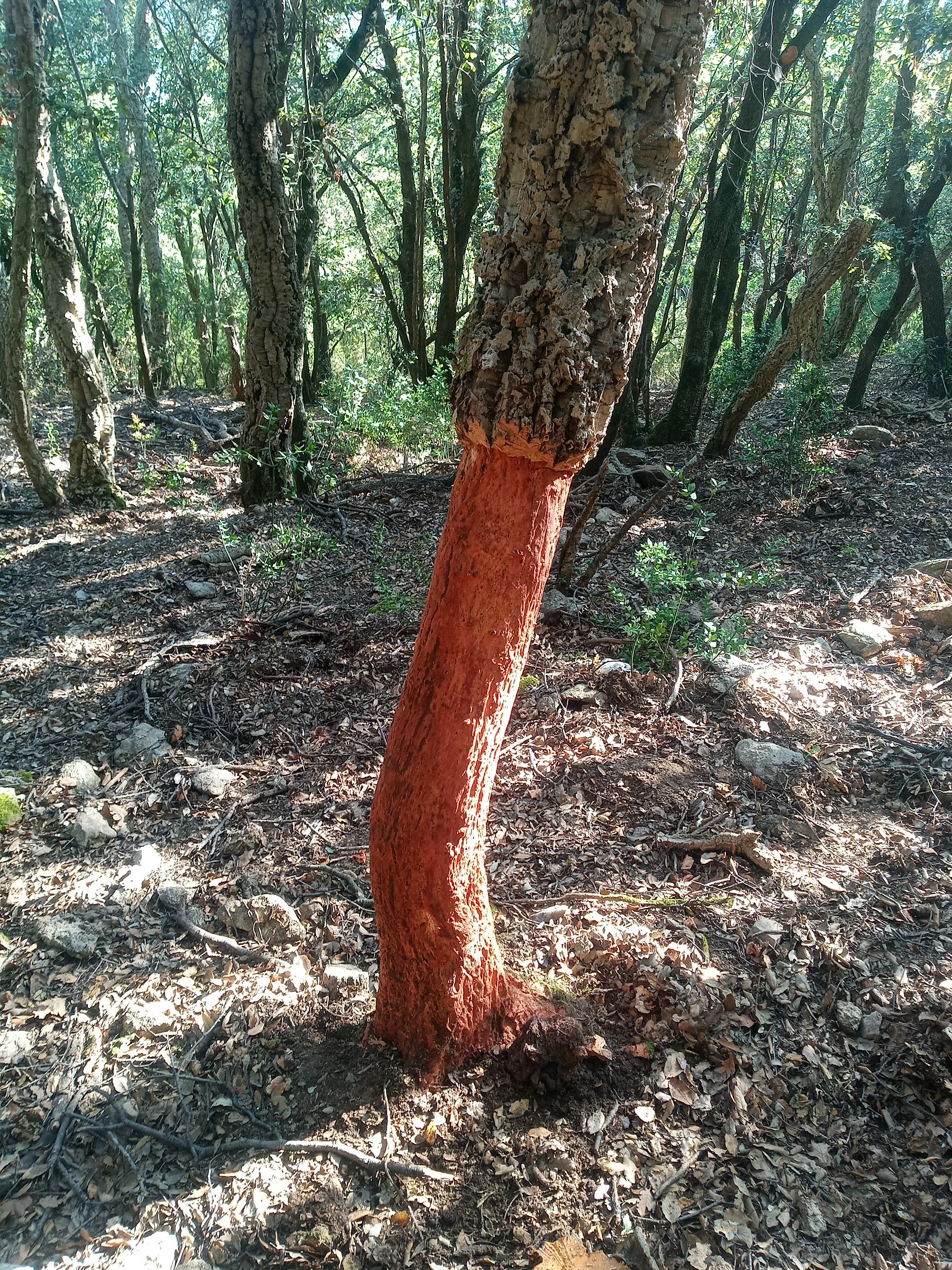 Canon et Tube de liège naturel