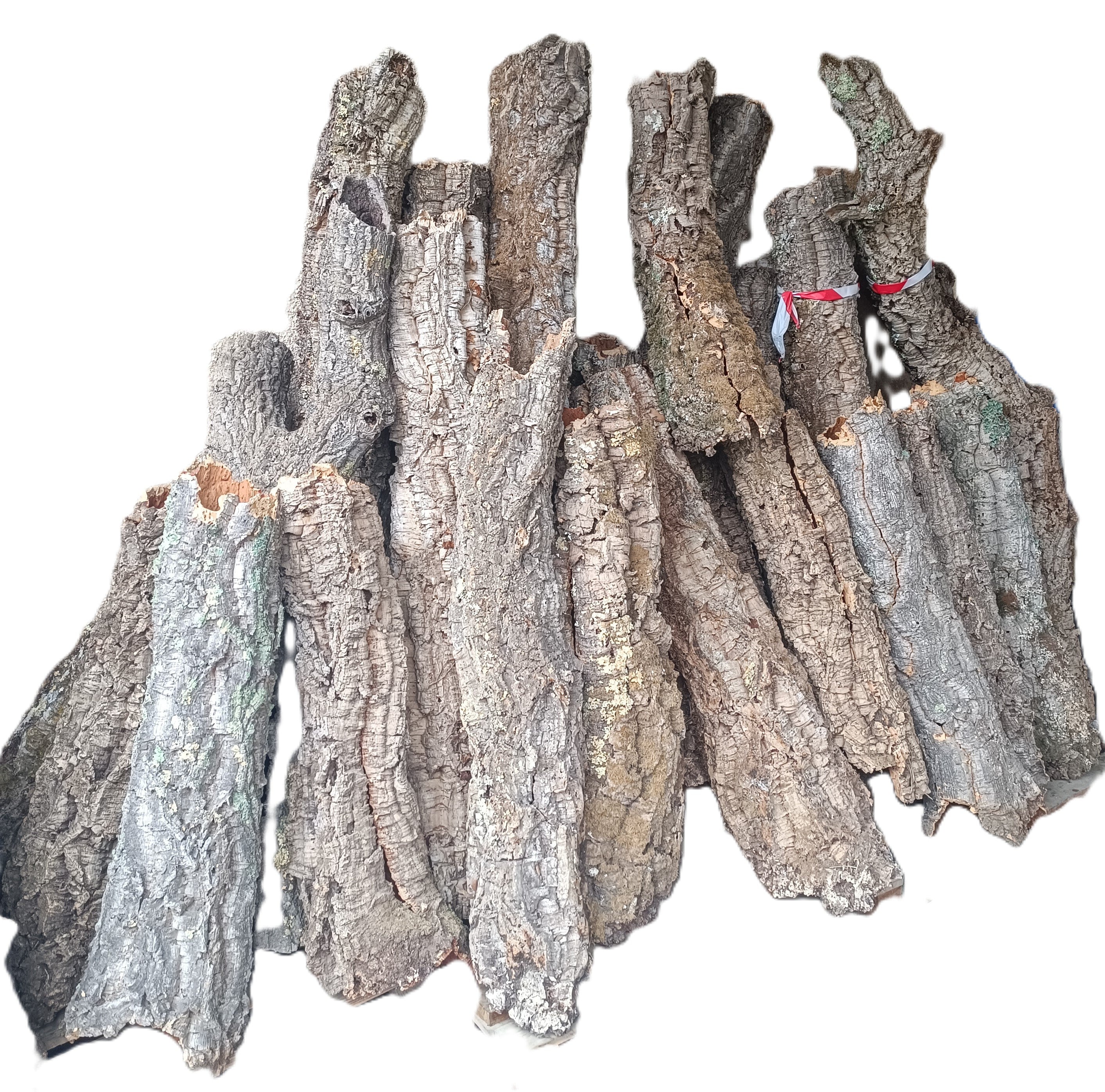 Canon et Tube de liège naturel