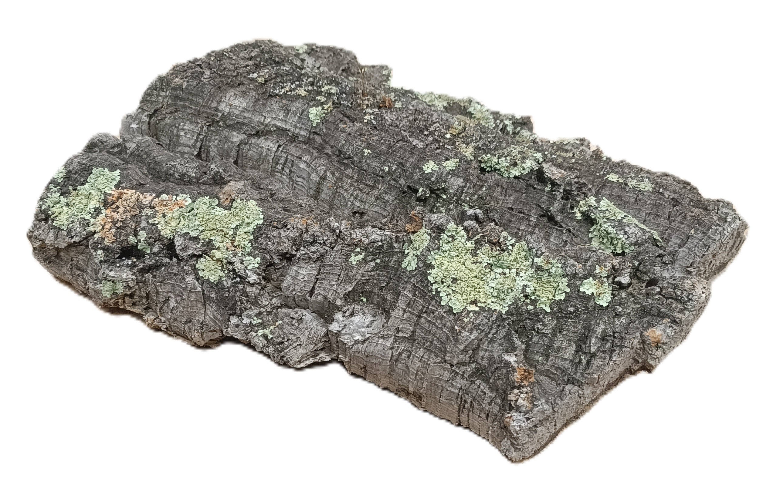 Plaque de liège mâle naturel