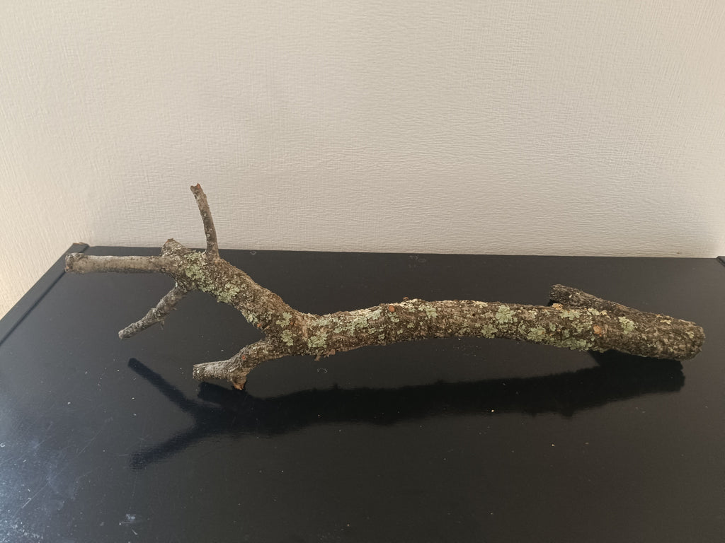 Branche de chêne liège naturelle