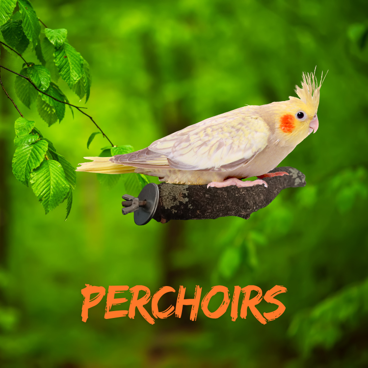 Perchoirs en branche de chene liege